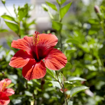 Sunshine Rhodes 호텔 4*