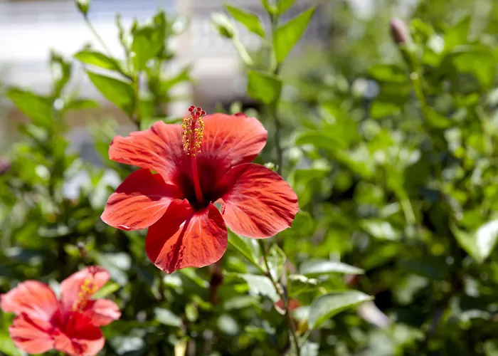 Sunshine Rhodes Отель 4*